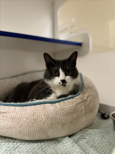 Enlarge SWIFT, a Adoptable Domestic Short Hair in Vero Beach, FL image 1/1