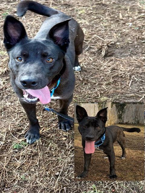 Enlarge PONGO, a Adoptable mixed breed in Brewster, MA image 1/1