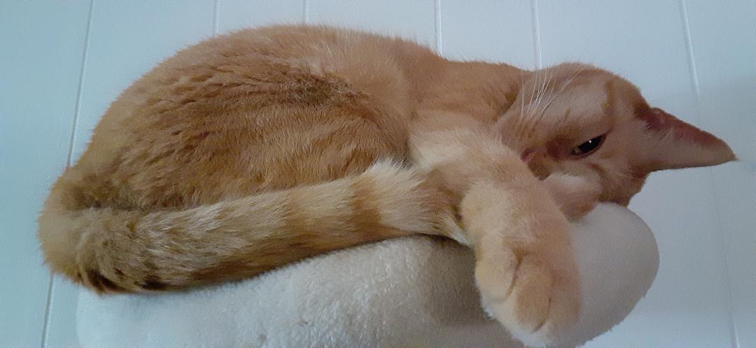 Buttercup thumbnail 5