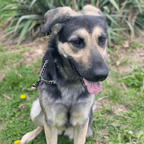 6131 Maggie4, a Adoptable mixed breed in Springfield, MO image 1/4