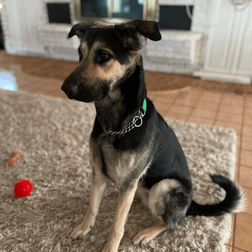 6131 Maggie4, Adoptable, Adult Female German Shepherd Dog.