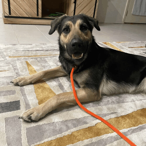 6131 Maggie4, a Adoptable mixed breed in Springfield, MO image 4/4