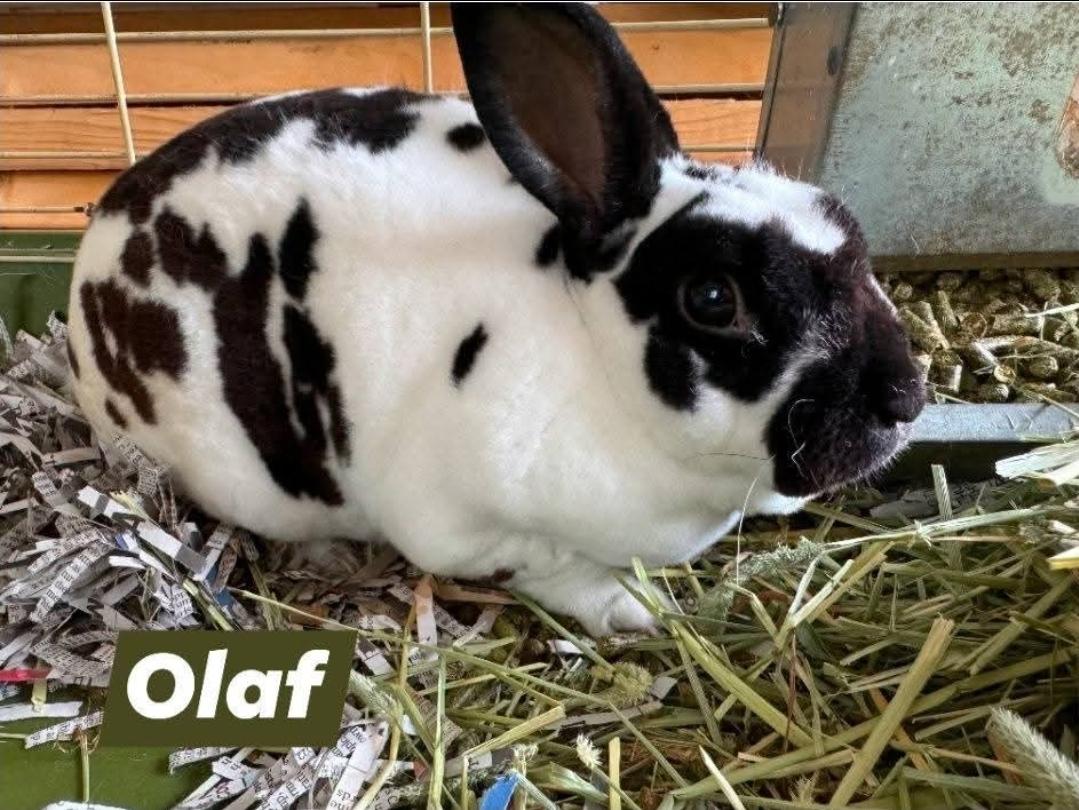 Enlarge Olaf, Ana, & Robert, a ADOPTABLE Rex in West Chester, OH image 5/5