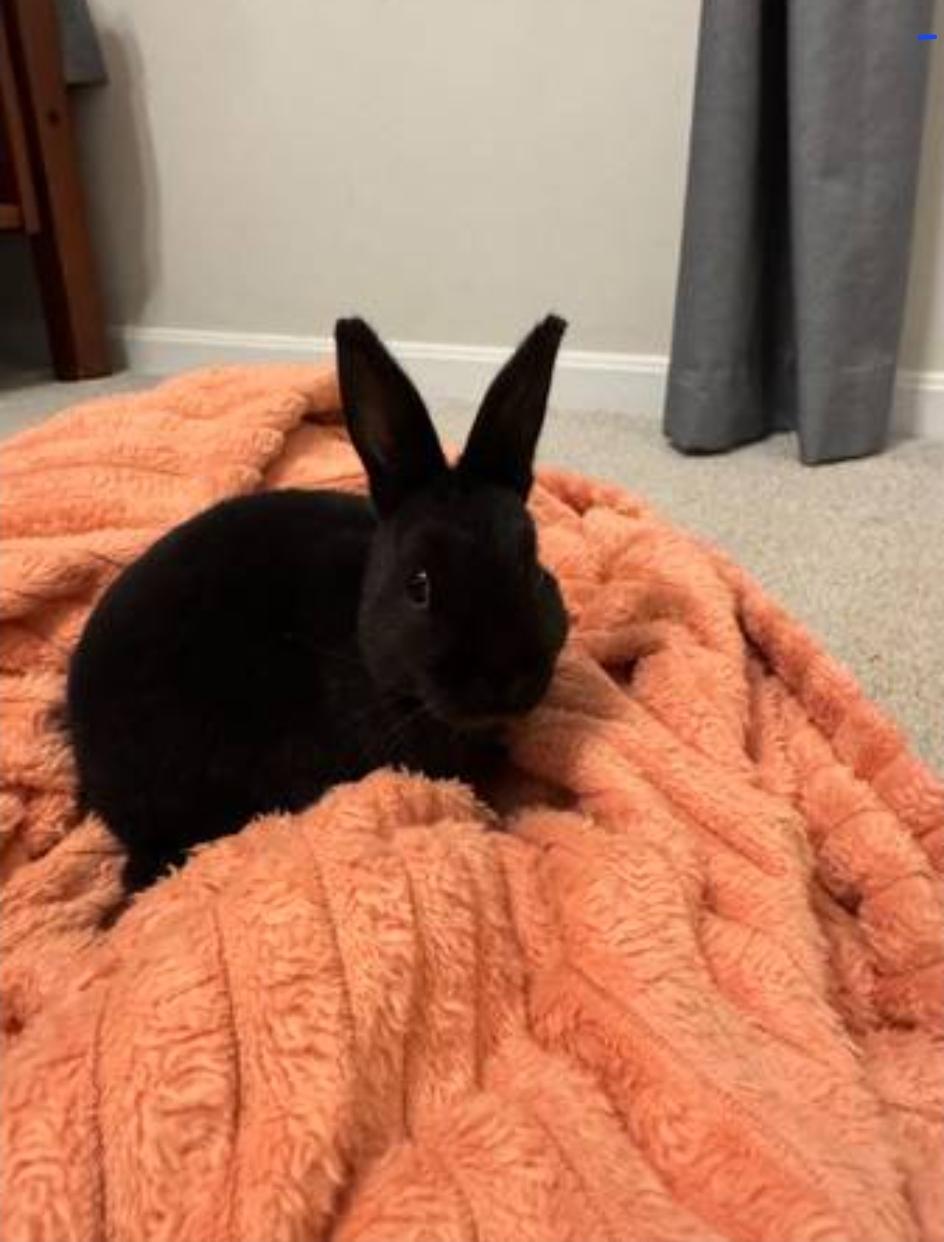 Enlarge Olaf, Ana, & Robert, a ADOPTABLE Rex in West Chester, OH image 4/5