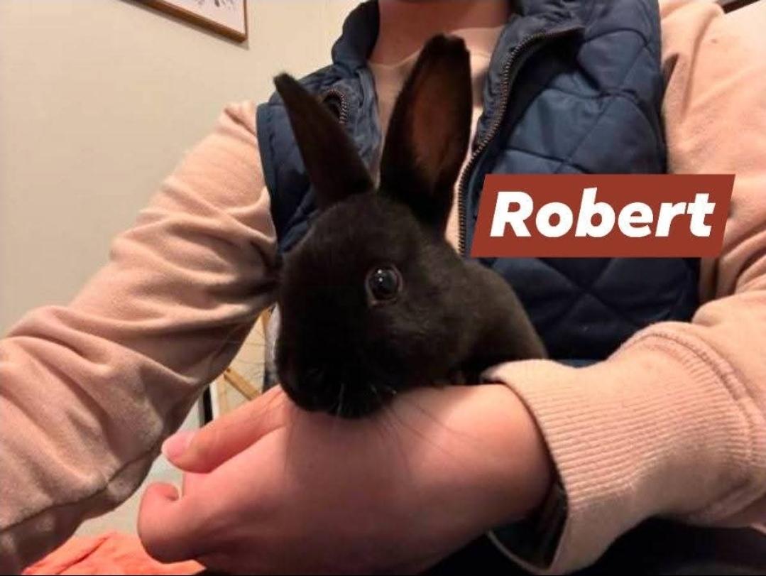 Enlarge Olaf, Ana, & Robert, a ADOPTABLE Rex in West Chester, OH image 1/5