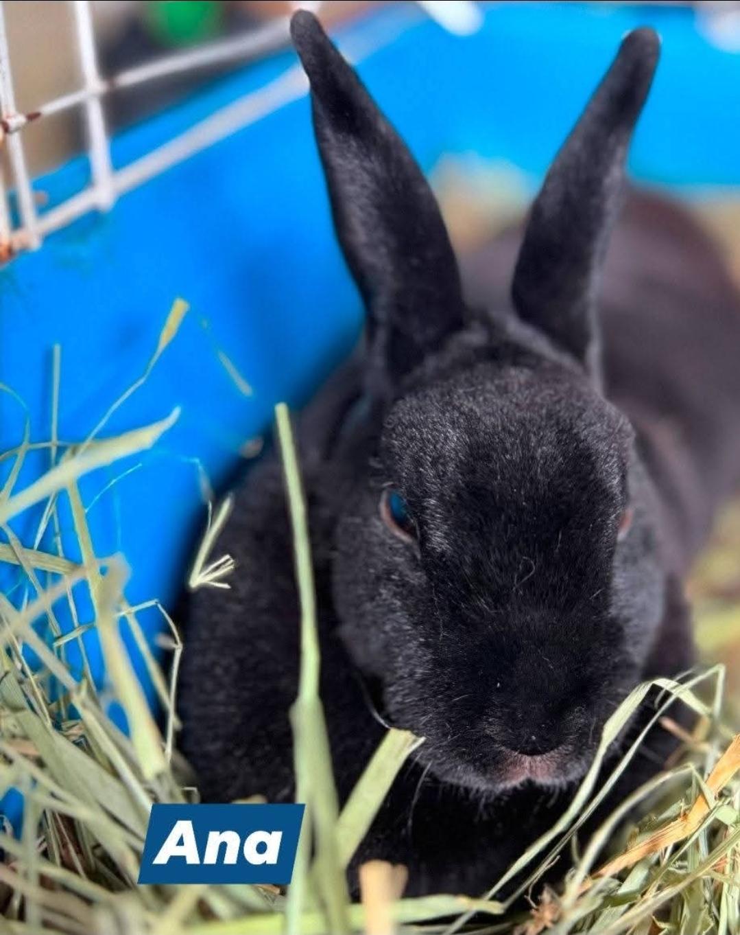 Enlarge Olaf, Ana, & Robert, a ADOPTABLE Rex in West Chester, OH image 3/5