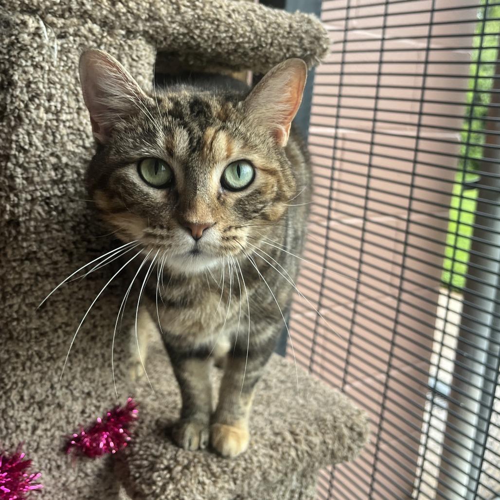 Lilly — thumbnail 5