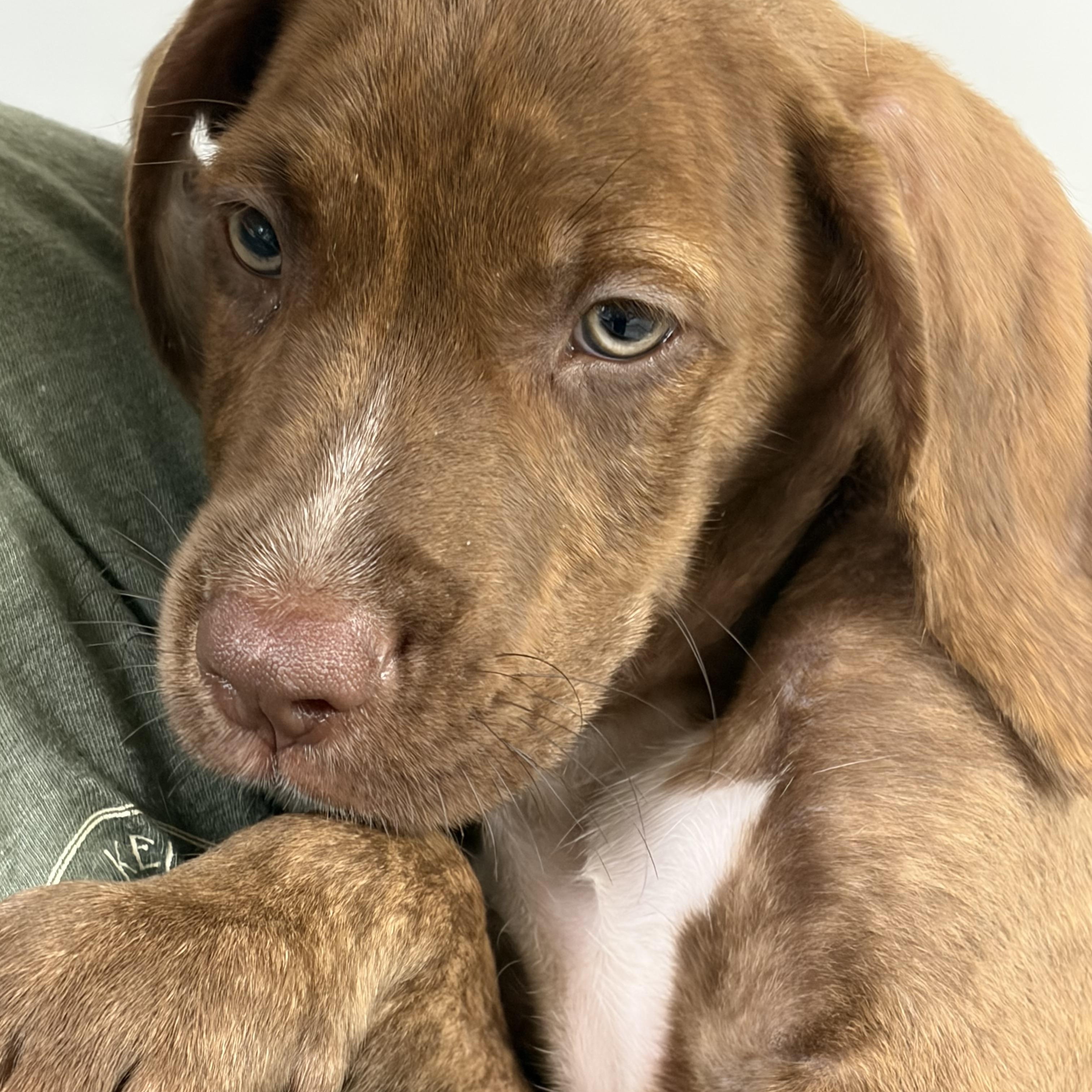 ALEX, adopted, Puppy Male Labrador Retriever & Terrier.