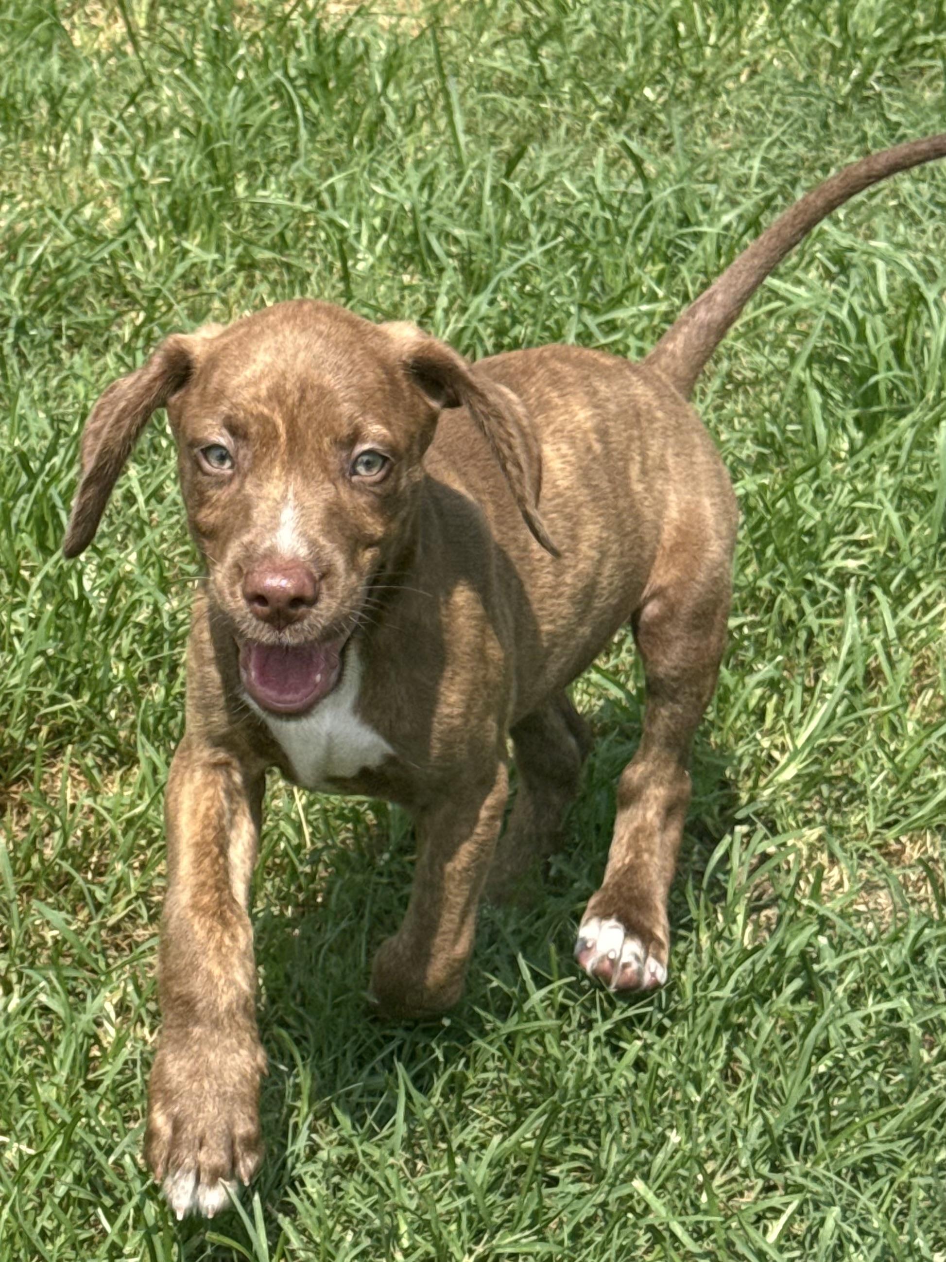 ALEX, an adopted mixed breed in Dumont, NJ image 5/5