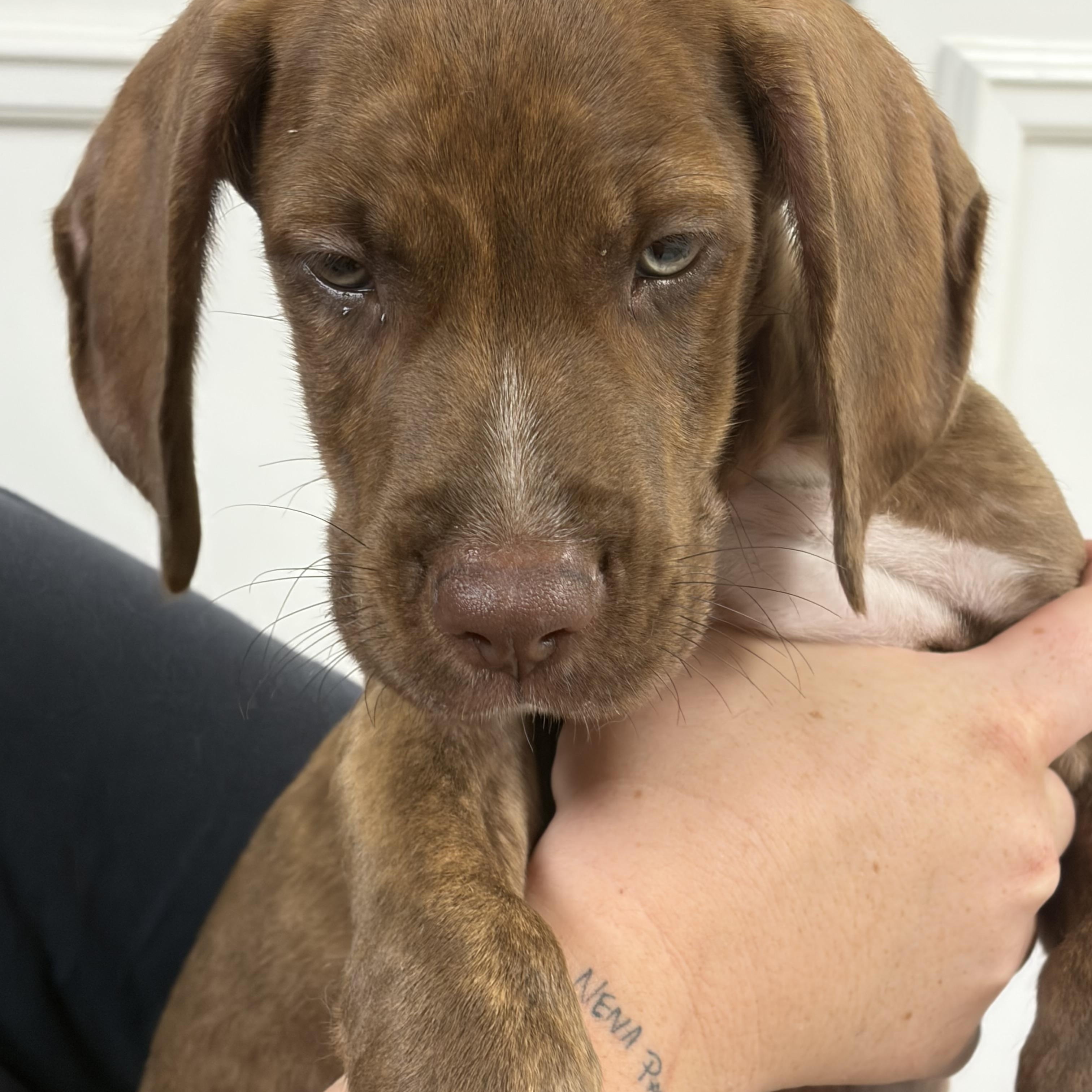 ALEX, an adopted mixed breed in Dumont, NJ image 4/5