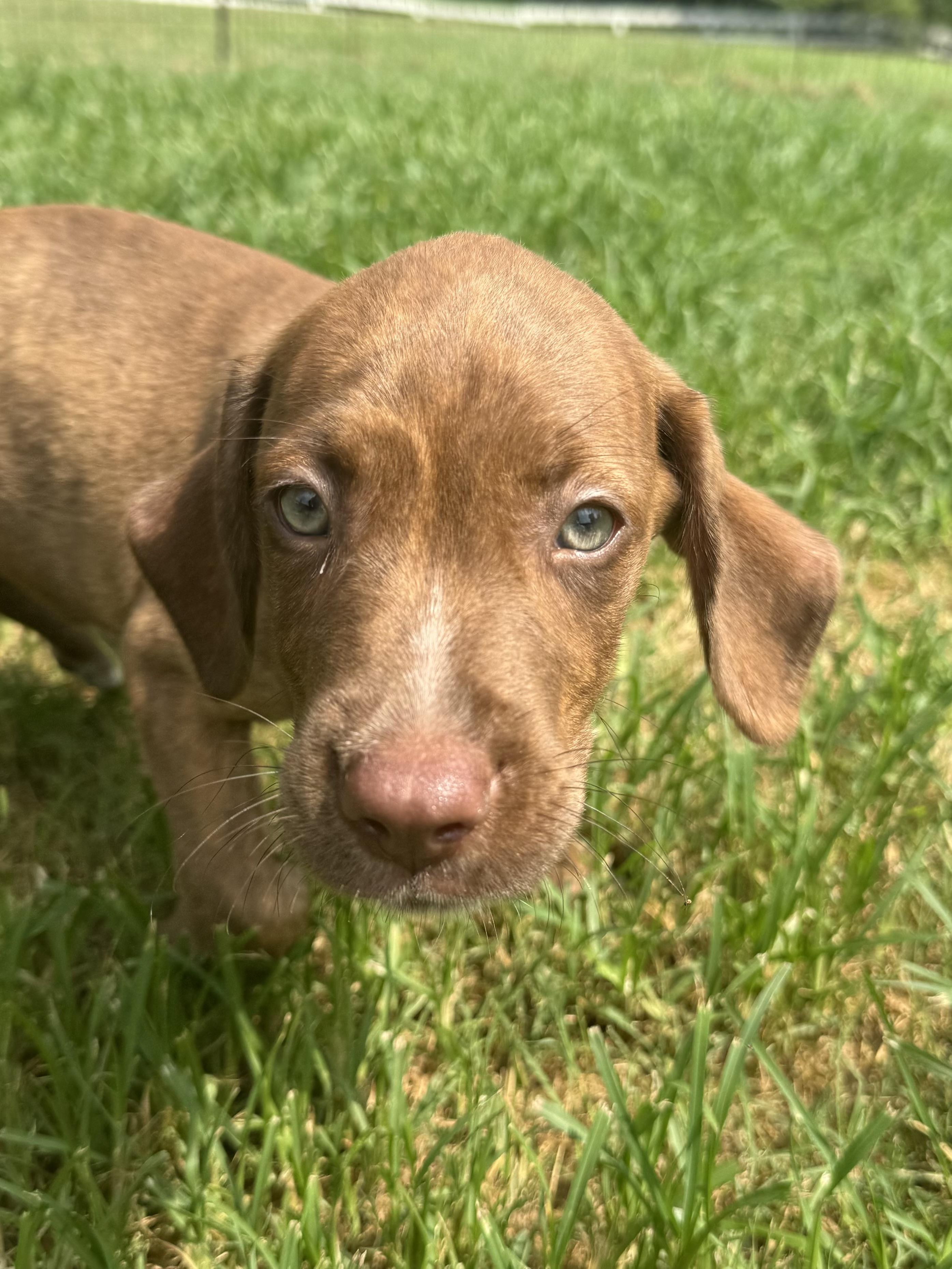 ALEX, an adopted mixed breed in Dumont, NJ image 2/5