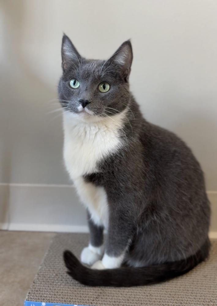 Maggie, Adoptable, Adult Female Domestic Short Hair.