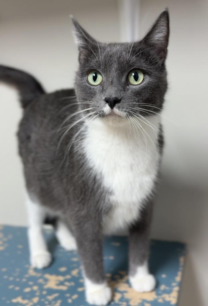 Enlarge Maggie, a Adoptable Domestic Short Hair in Bemidji, MN image 2/2