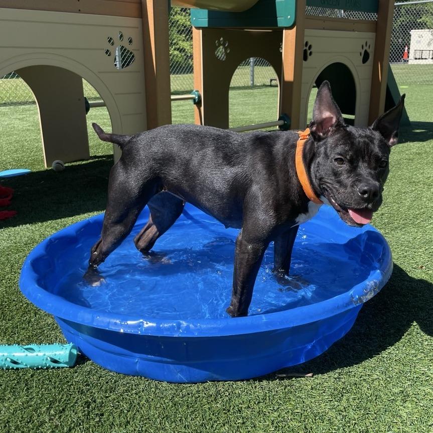 Enlarge Wednesday, a Adoptable Mixed Breed in Allentown, PA image 1/5