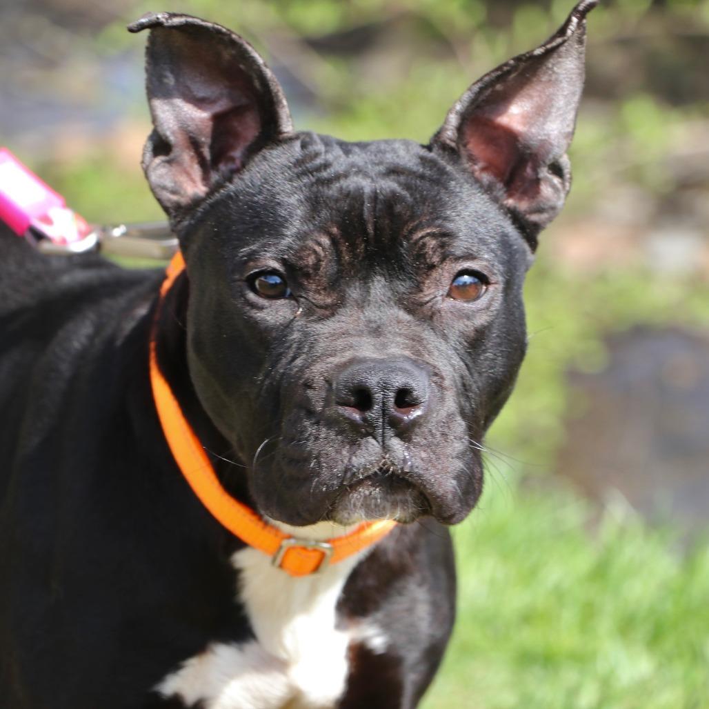 Enlarge Wednesday, a Adoptable Mixed Breed in Allentown, PA image 2/5