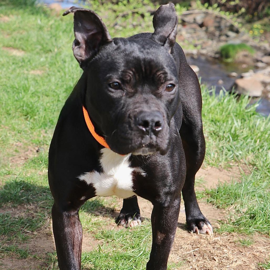 Enlarge Wednesday, a Adoptable Mixed Breed in Allentown, PA image 5/5
