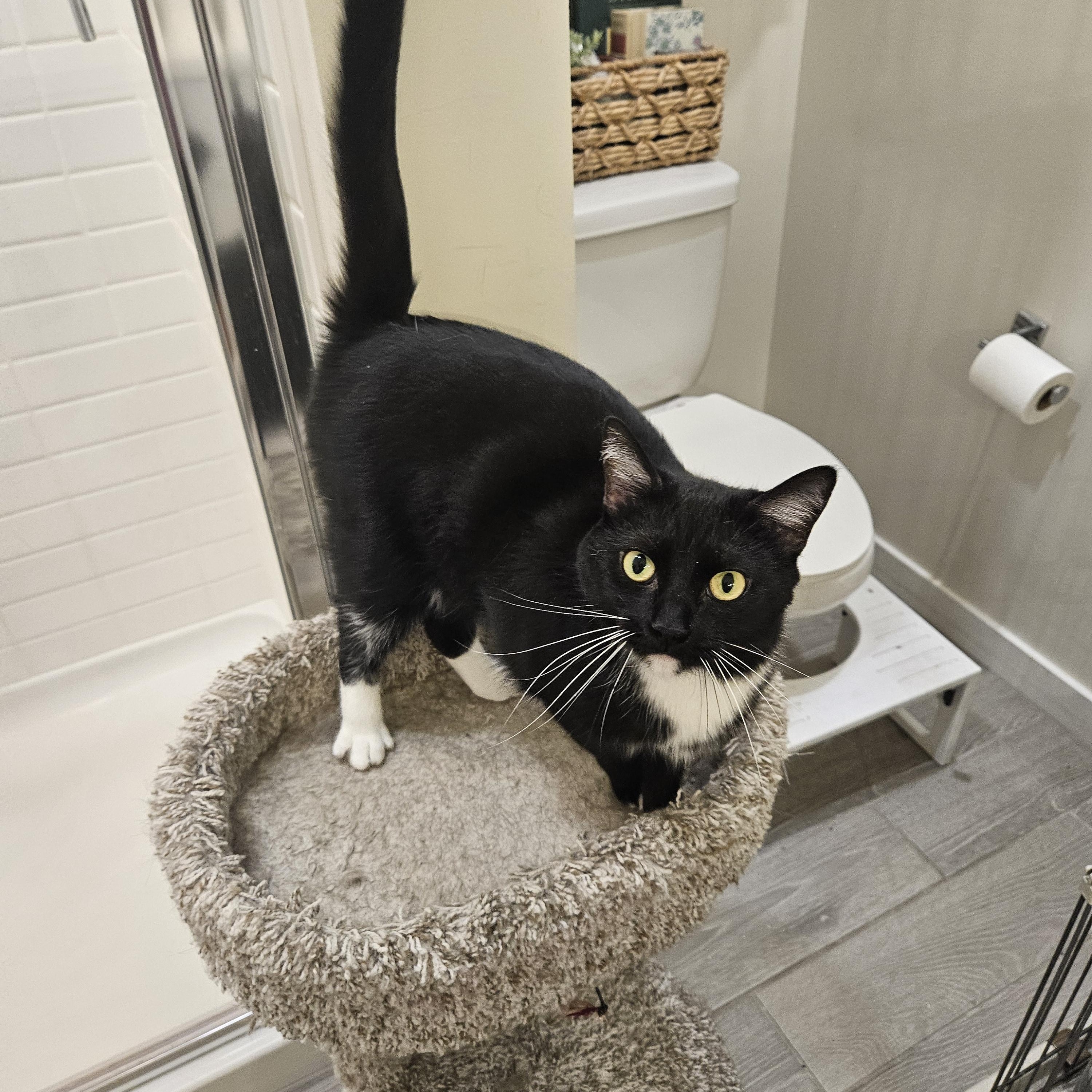 Sporty Spice, ADOPTABLE, Adult Female Tuxedo.