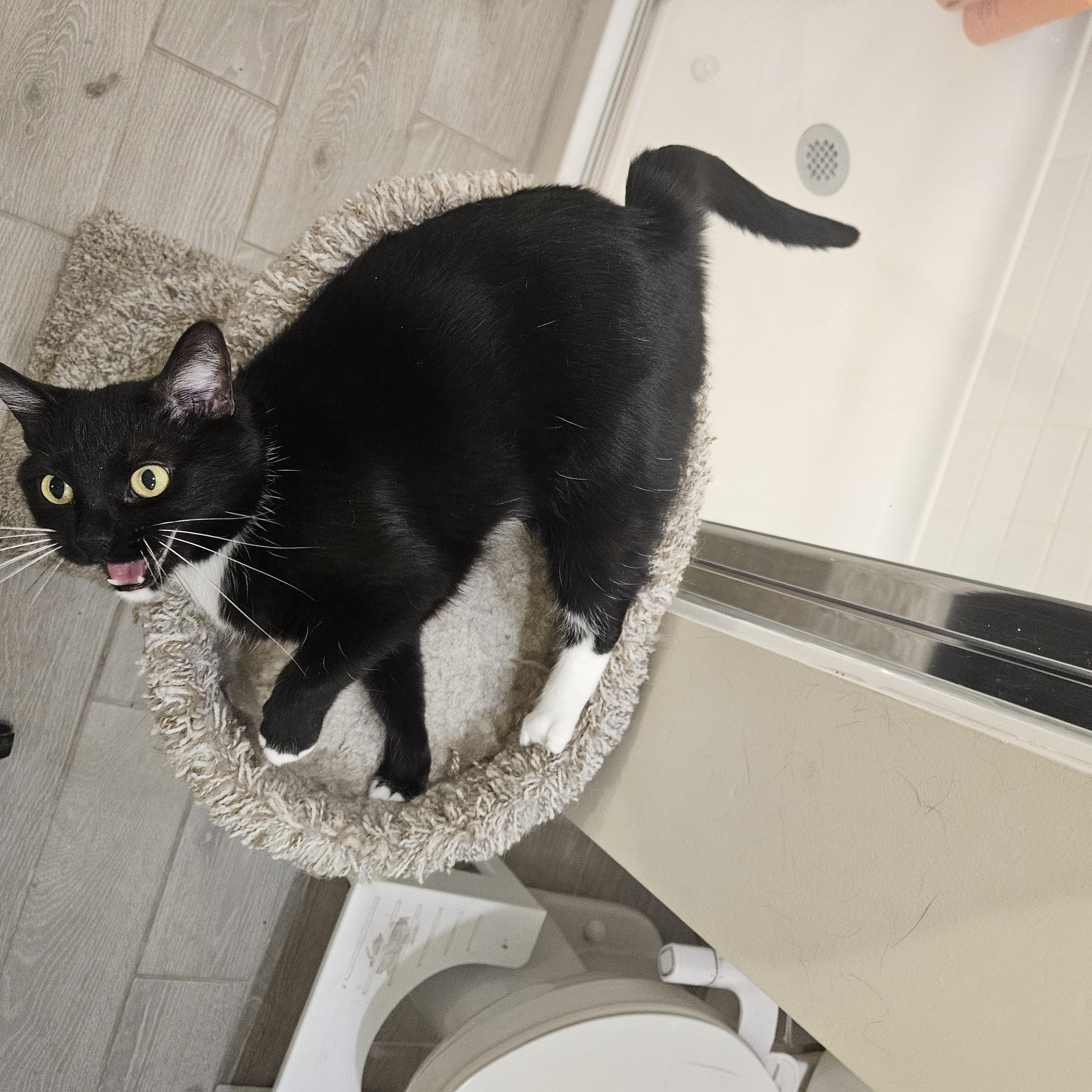 Sporty Spice, a ADOPTABLE Tuxedo in Peoria, AZ image 2/2