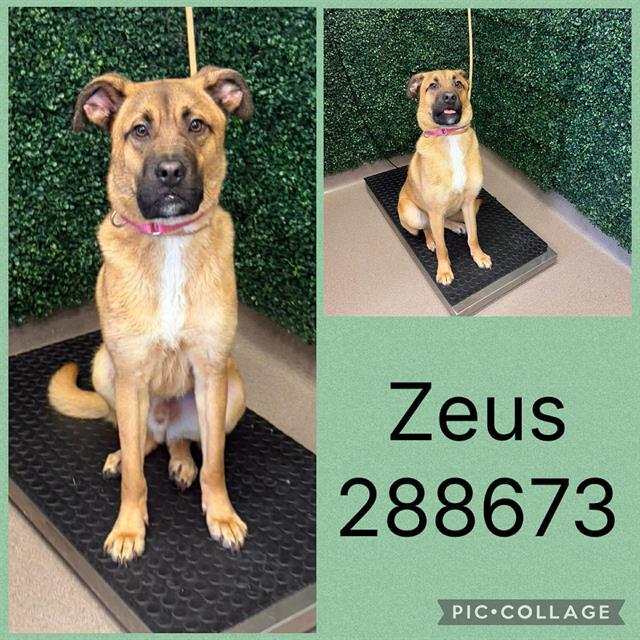 ZEUS, Adoptable, Young Male German Shepherd Dog & Mixed Breed.