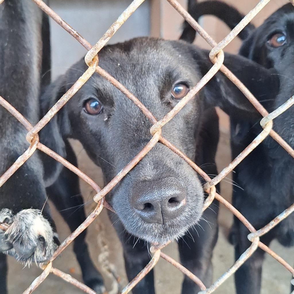 Enlarge Yoshi, a Adoptable Labrador Retriever in Gautier, MS image 1/3