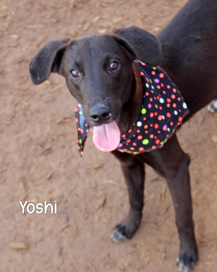 Yoshi, Adoptable, Young Male Labrador Retriever.