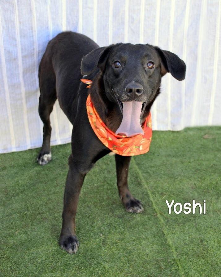 Enlarge Yoshi, a Adoptable Labrador Retriever in Gautier, MS image 2/3
