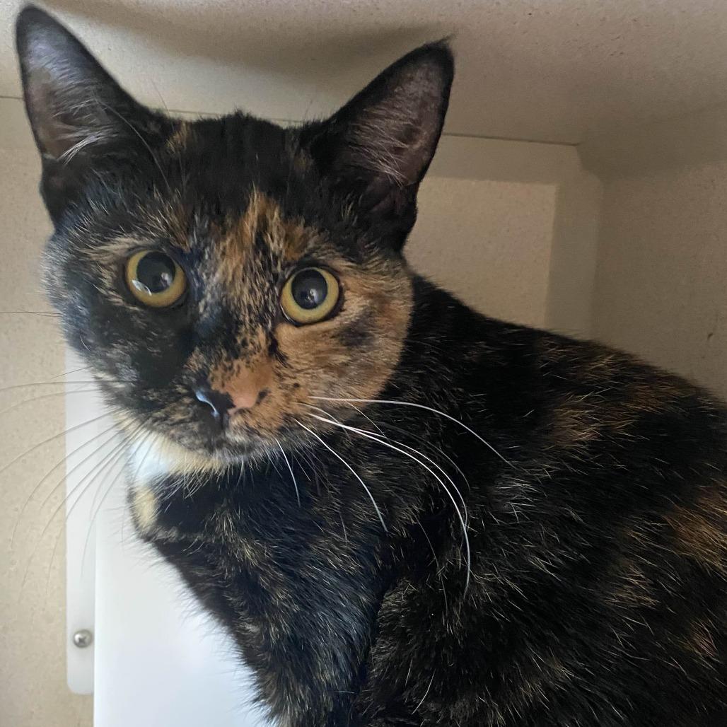 Owly, Adoptable, Young Female Domestic Short Hair.