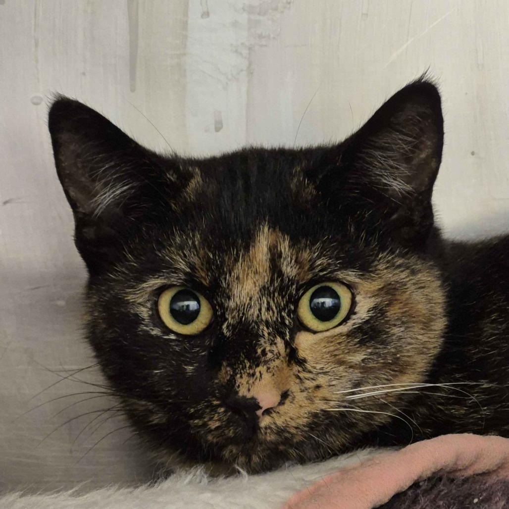 Enlarge Owly, a Adoptable Domestic Short Hair in Ridgely, MD image 2/2