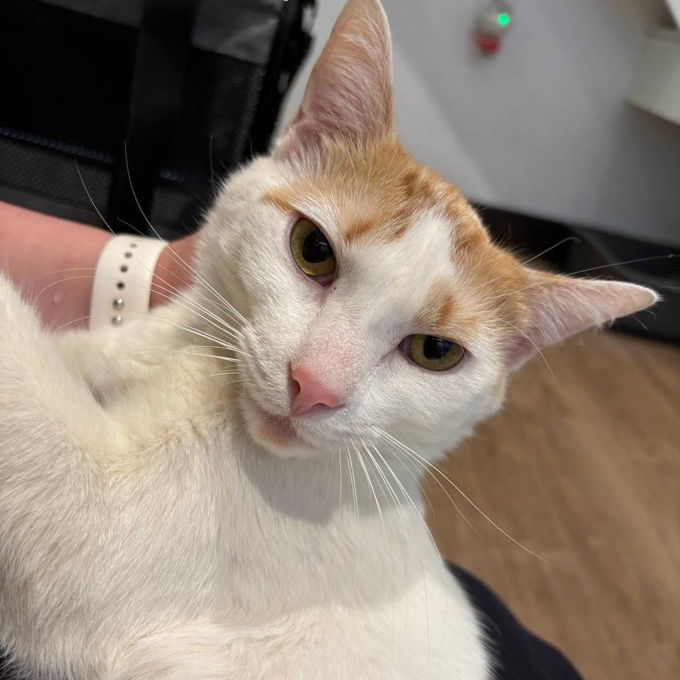Enlarge Tang, a Adoptable Domestic Short Hair in Westhampton, NY image 6/6