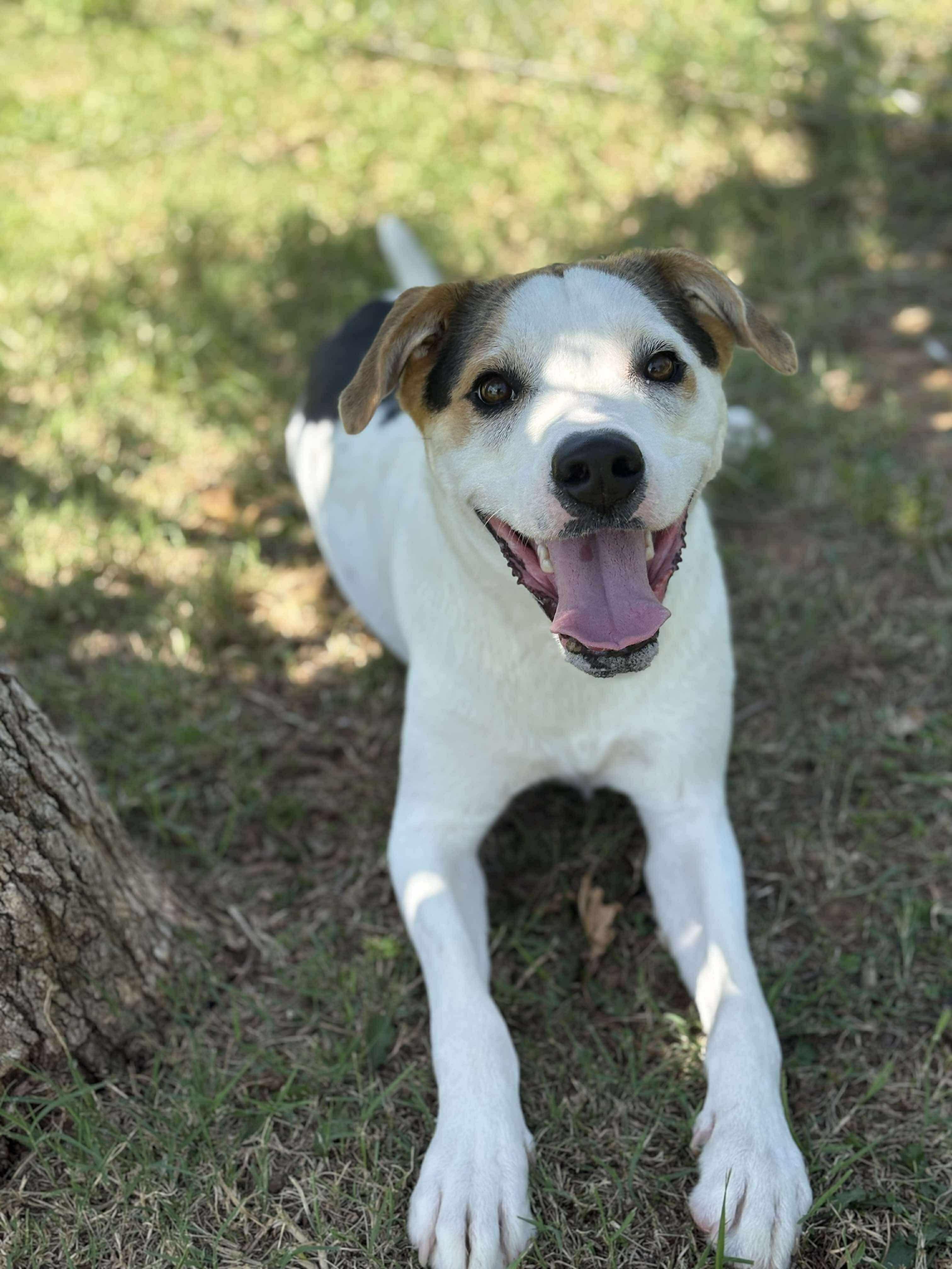 Teddy, a Adoptable Hound in Ada, OK image 1/6