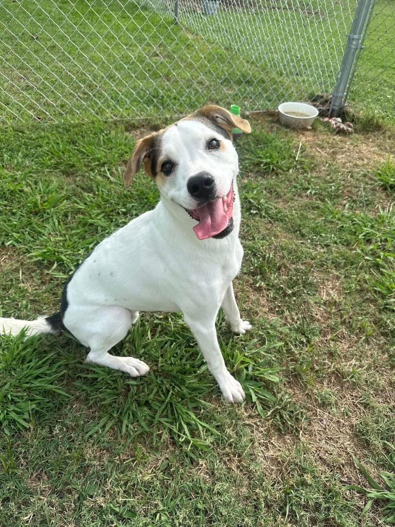 Teddy, a Adoptable Hound in Ada, OK image 3/6