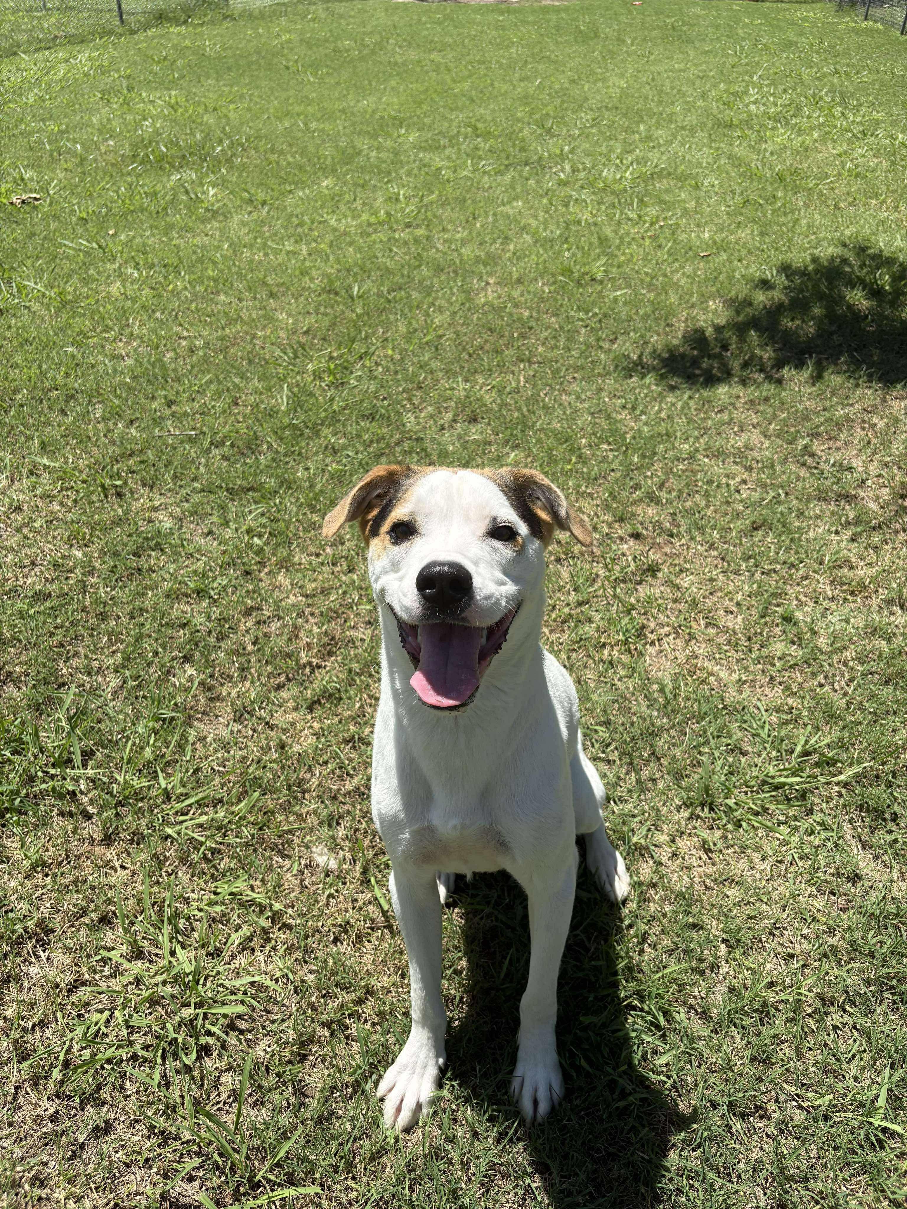 Teddy, a Adoptable Hound in Ada, OK image 4/6