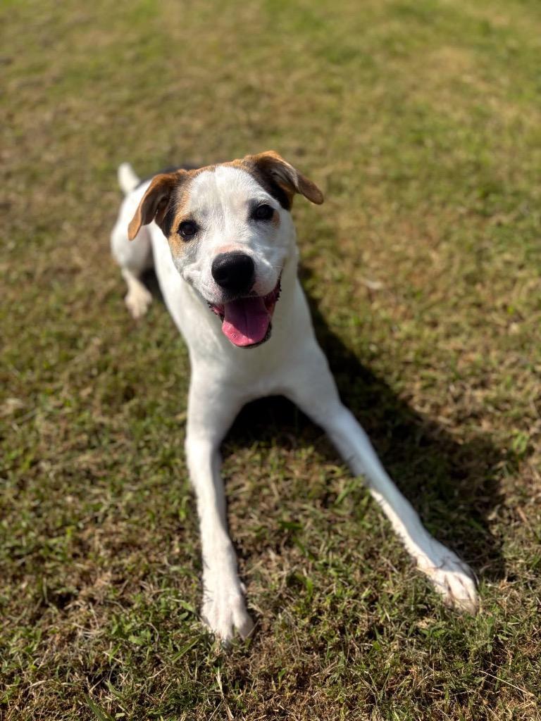 Teddy, a Adoptable Hound in Ada, OK image 5/6