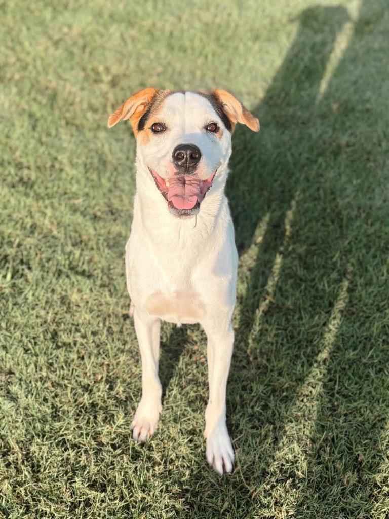 Teddy, Adoptable, Young Male Hound.