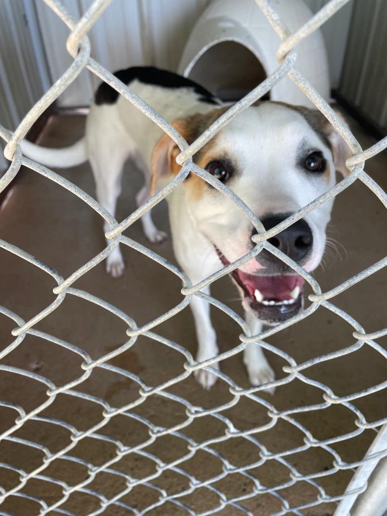Teddy, a Adoptable Hound in Ada, OK image 6/6