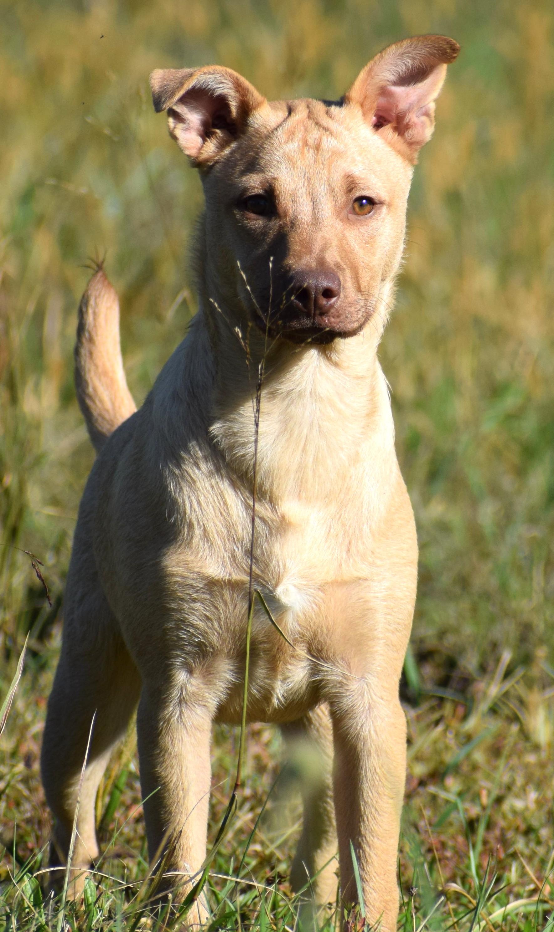 Caleb-@Petsmart 10/19! www.lhar.dog to apply!