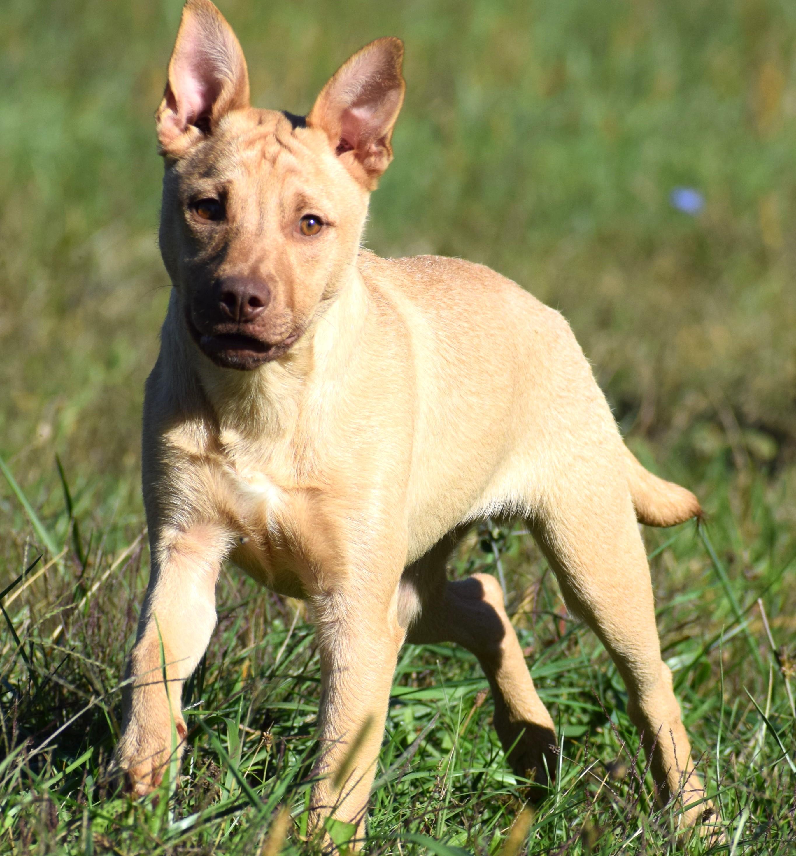 Caleb-@Petsmart 10/19! www.lhar.dog to apply!