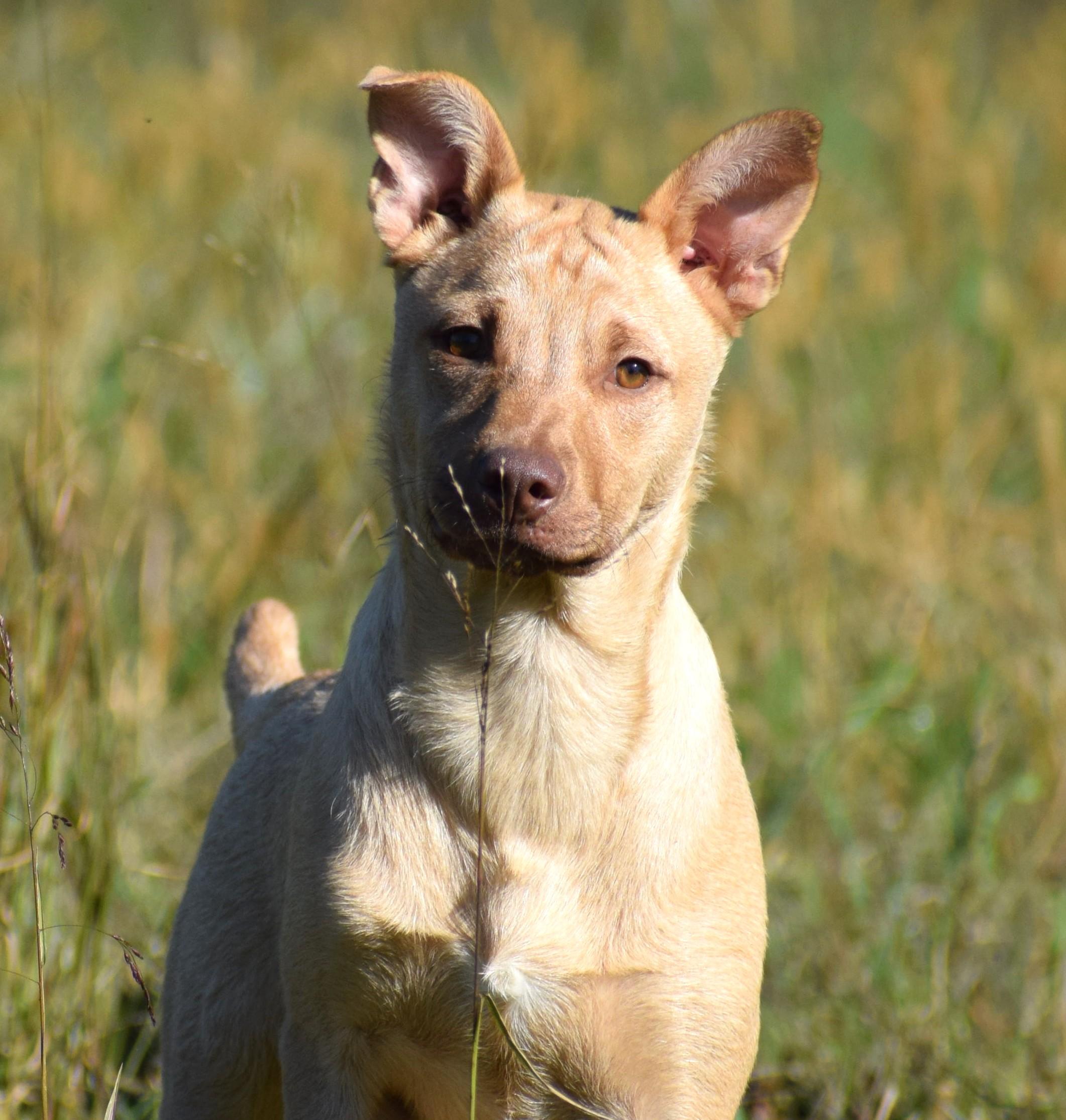 Caleb-@Petsmart 10/19! www.lhar.dog to apply!