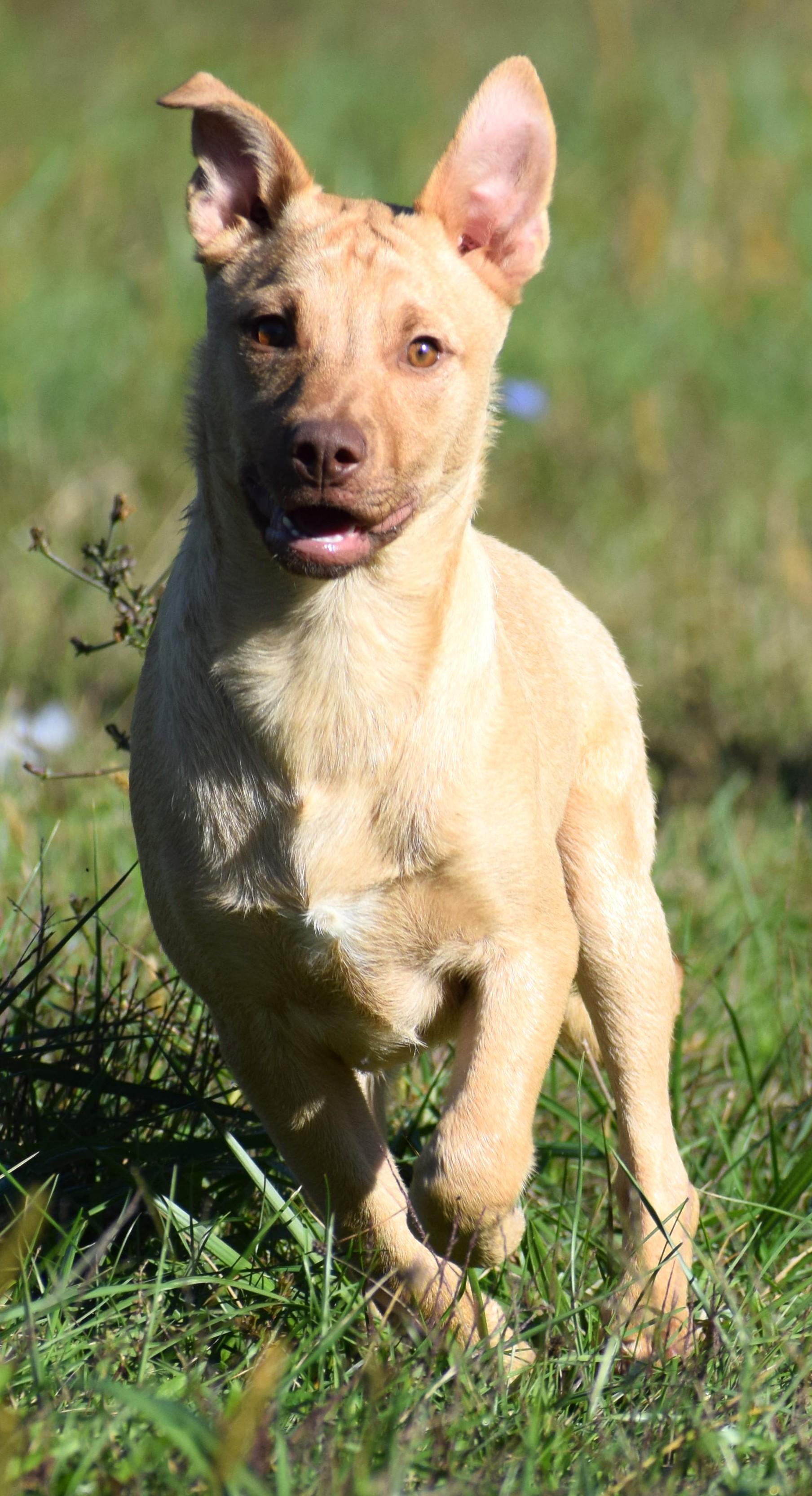 Caleb-@Petsmart 10/19! www.lhar.dog to apply!