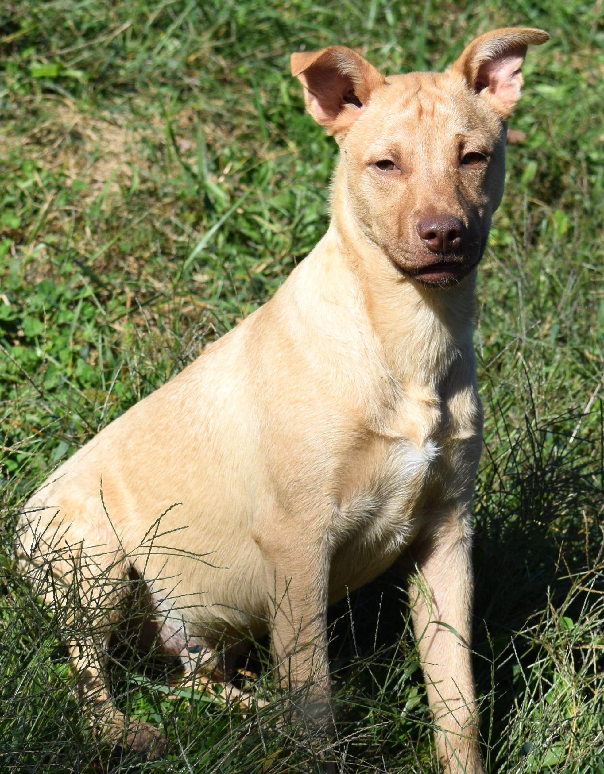 Caleb-@Petsmart 10/19! www.lhar.dog to apply!