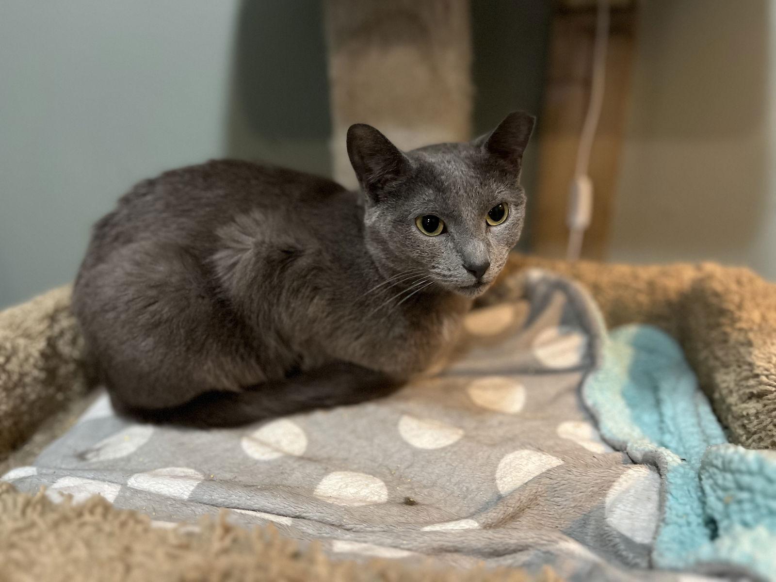 Enlarge Anchovy, a Adoptable Domestic Short Hair in Zimmerman, MN image 1/2