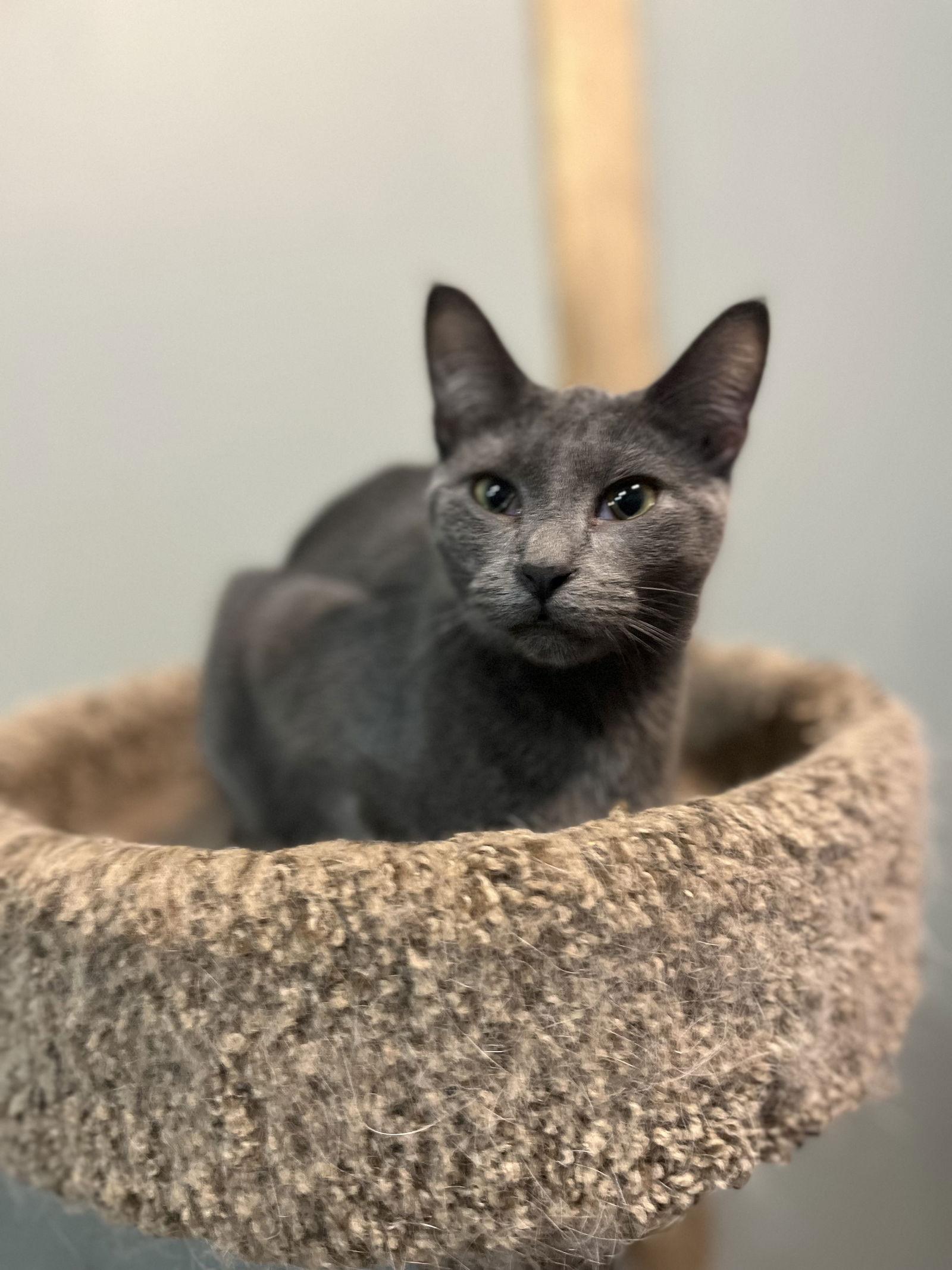 Enlarge Anchovy, a Adoptable Domestic Short Hair in Zimmerman, MN image 2/2