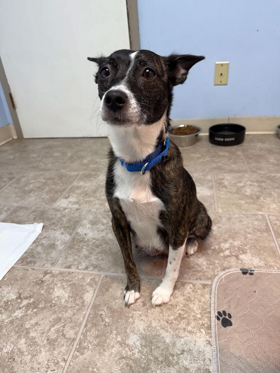 SUZY Q (MOM OF U LITTER), Adoptable, Adult Female Jack Russell Terrier.