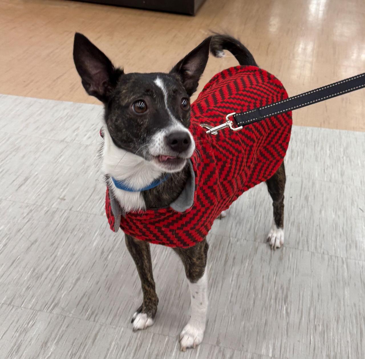 SUZY Q (MOM OF U LITTER), Adoptable, Young Female Jack Russell Terrier.