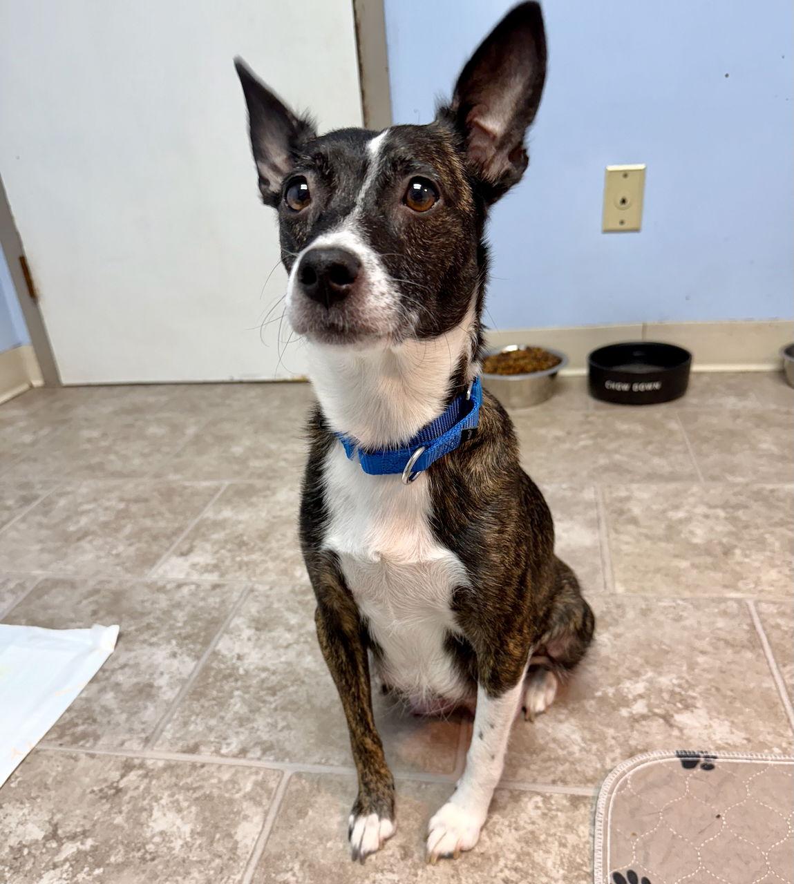 SUZY Q (MOM OF U LITTER), a Adoptable Jack Russell Terrier in GILBERTS, IL image 2/3