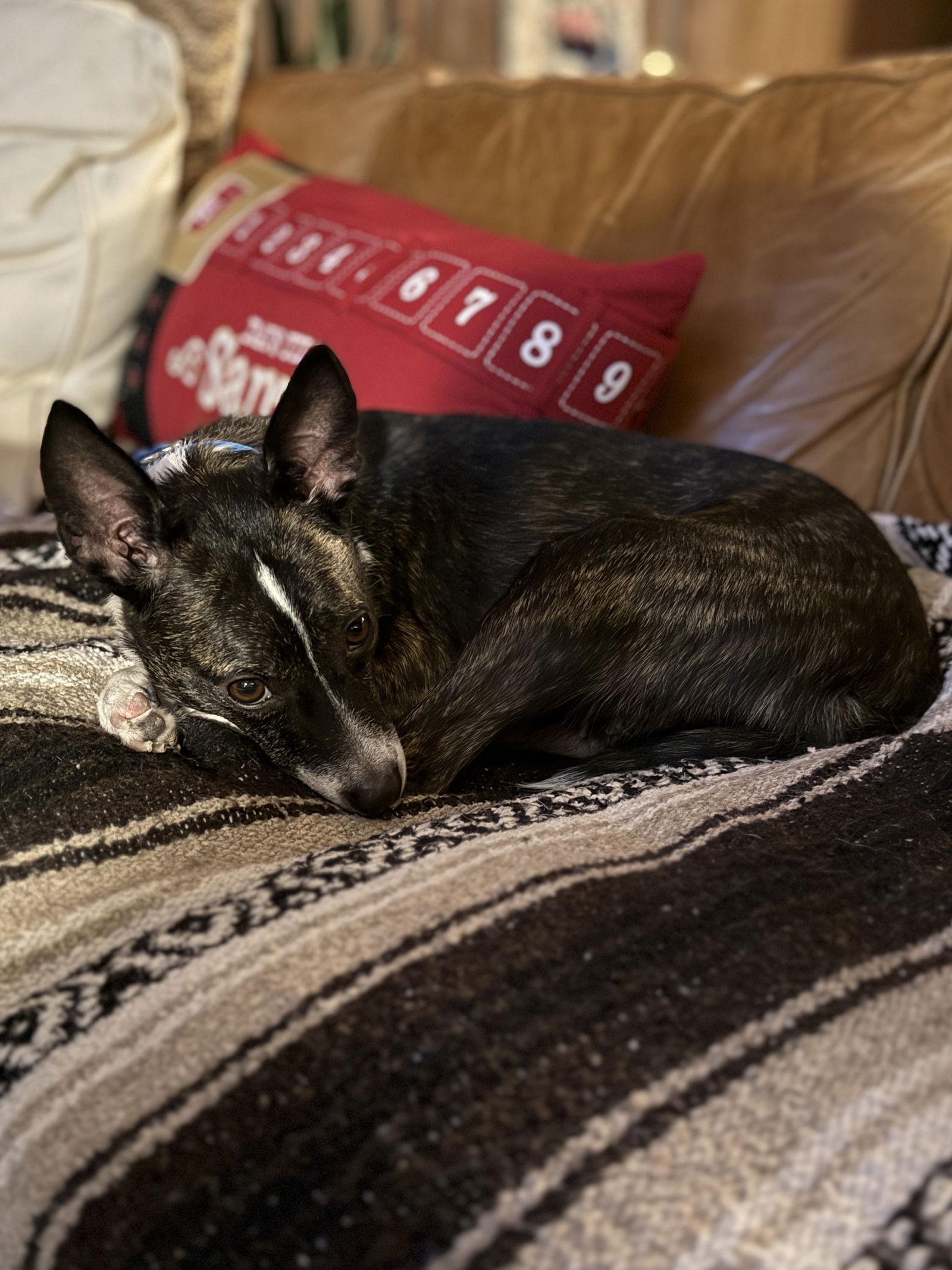 Enlarge SUZY Q (MOM OF U LITTER), a Adopted Jack Russell Terrier in GILBERTS, IL image 2/3