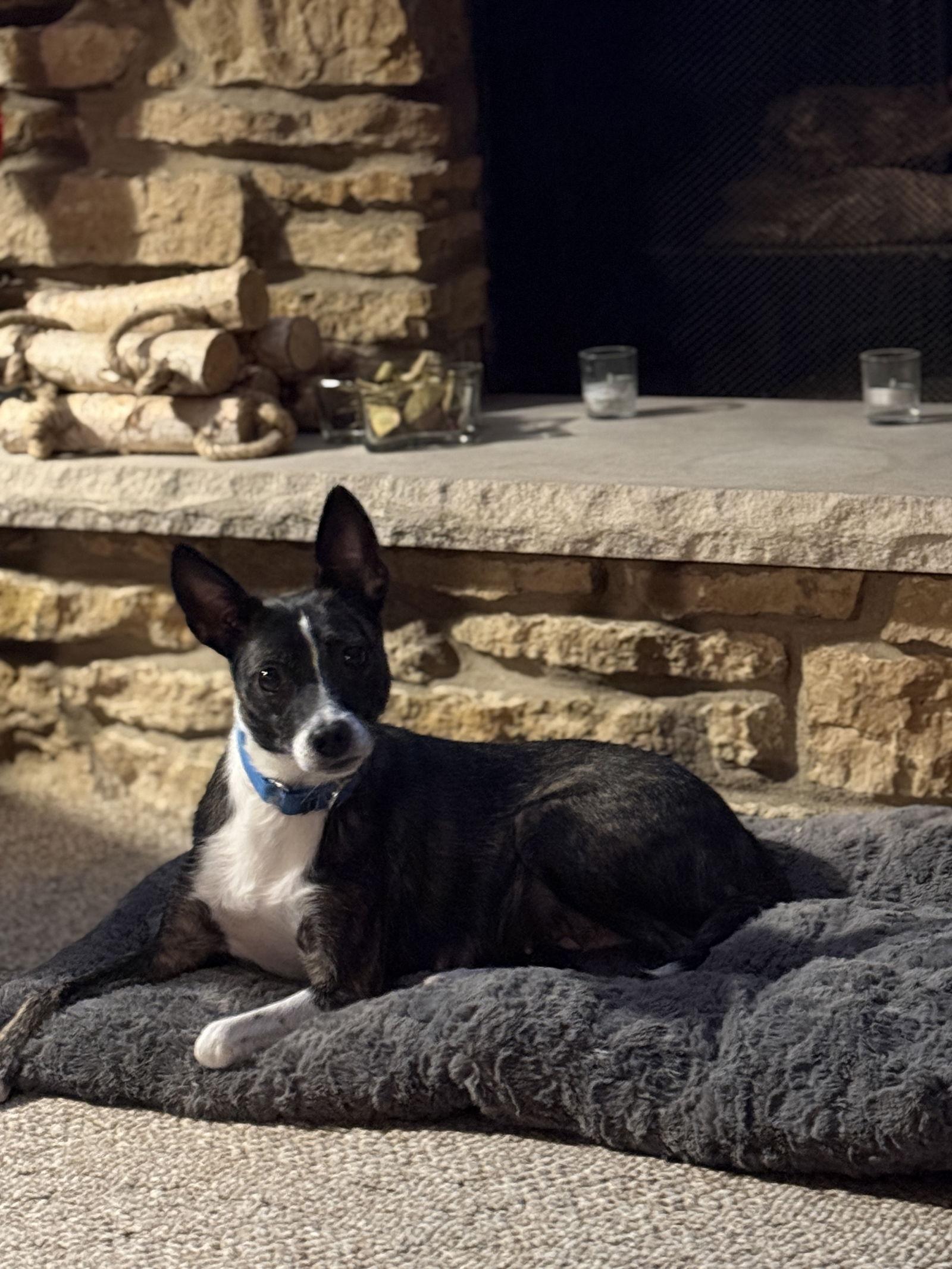 Enlarge SUZY Q (MOM OF U LITTER), a Adopted Jack Russell Terrier in GILBERTS, IL image 3/3
