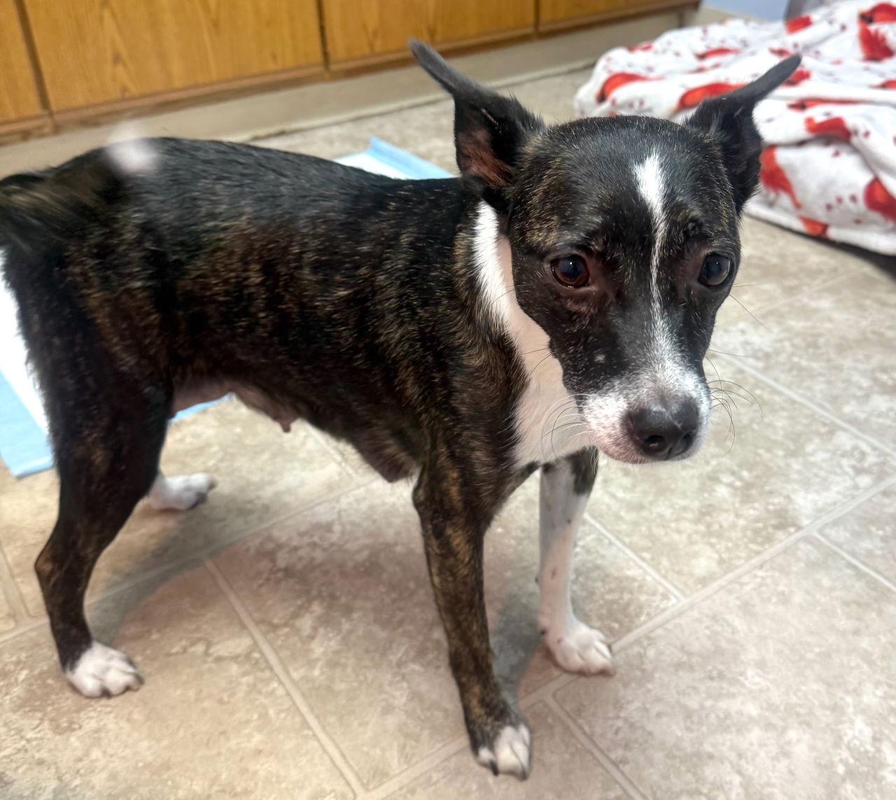 SUZY Q (MOM OF U LITTER), a Adoptable Jack Russell Terrier in GILBERTS, IL image 3/3