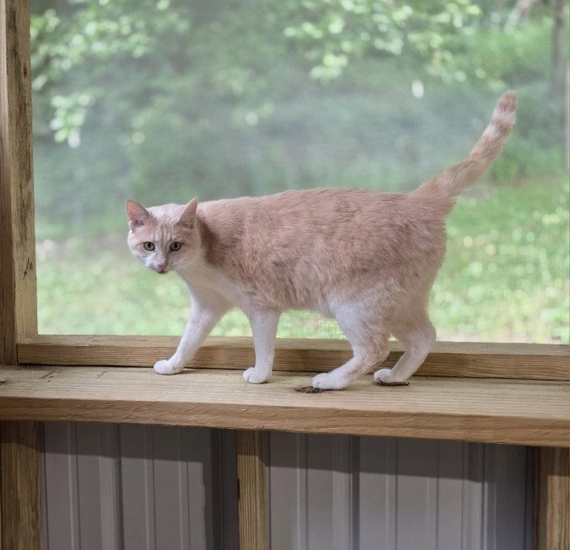 Enlarge Olive, a Adoptable Domestic Short Hair in Woodsfield, OH image 2/3