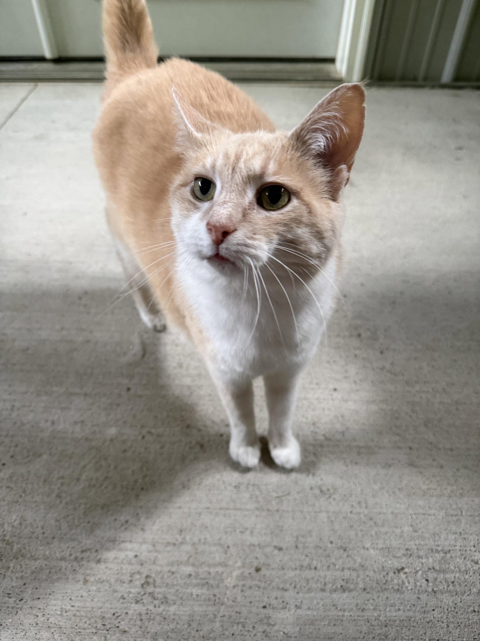 Enlarge Olive, a Adoptable Domestic Short Hair in Woodsfield, OH image 3/3